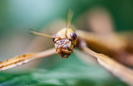 Huge grasshopper in green leaf. Macro photo.の写真素材