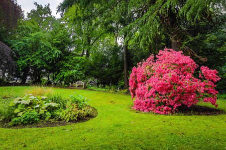 Traditional Scottish Mountains Flowers and bushes close-upの写真素材