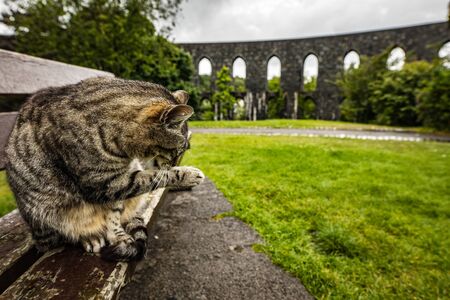 Street cat in Scottish park on rainy dayの写真素材