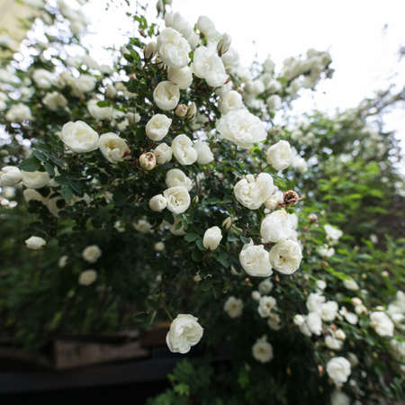 Beautiful summer garden flowers. High quality photo.の写真素材