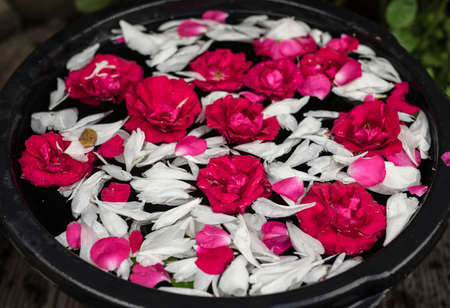 Beautiful summer garden flowers close-up.の写真素材