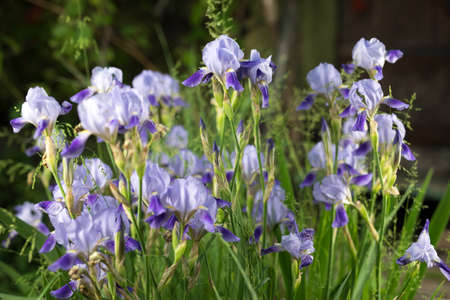 Beautiful summer garden flowers close-up.の写真素材