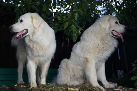Two big white dogs outdoor. Tatra Shepherd Dog.の写真素材
