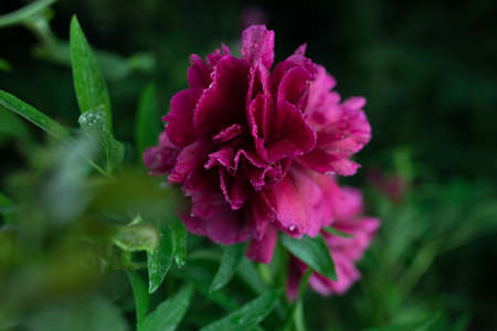 Beautiful summer garden flowers close-up.の写真素材