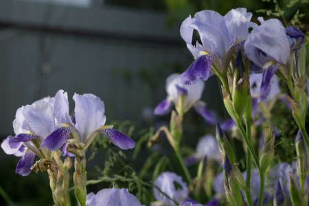 Beautiful summer garden flowers close-up.の写真素材