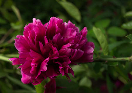 Beautiful summer garden flowers close-up.の写真素材
