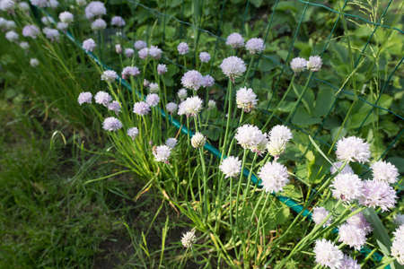 Beautiful summer garden flowers close-up.の写真素材