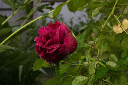 Beautiful summer garden flowers close-up.の写真素材
