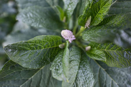 Beautiful summer garden flowers close-up.の写真素材