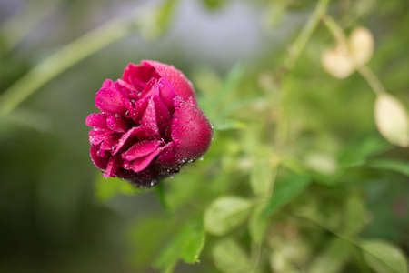 Beautiful summer garden flowers close-up.の写真素材