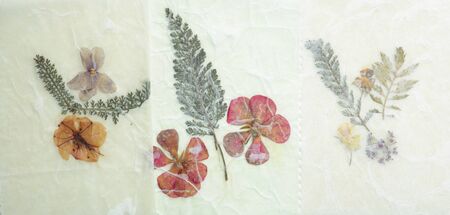 Dried Pressed flowers, Grunge Background, Antique flora parchment paper.の写真素材