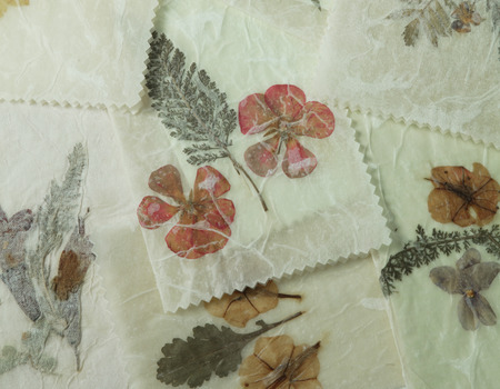 Dried Pressed flowers, Grunge Background, Antique flora parchment paper.