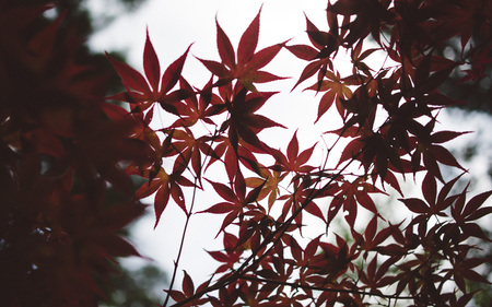 Japan autumn leaves