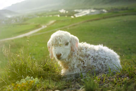 cute sheep in green mountain landscapeの写真素材