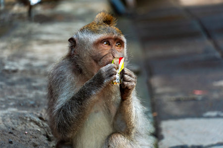 Portrait of young monkey eating a biscuitの写真素材