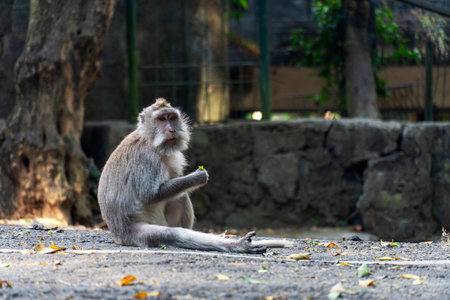 Monkey sitting on asphalt road. Close up. Indonesian wildlife.の写真素材