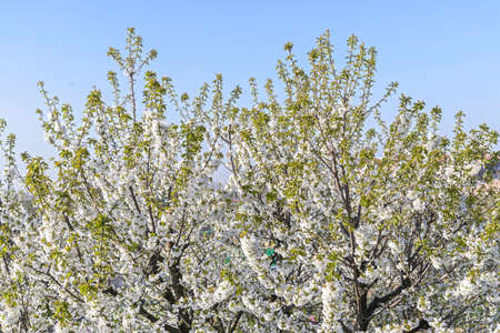 Cherry tree flowers