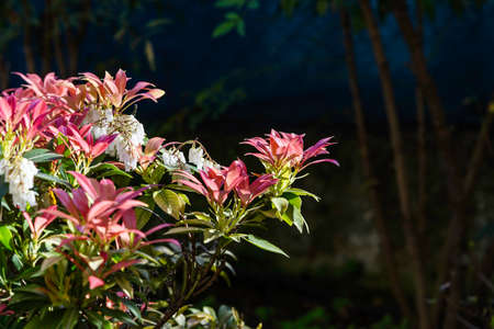 Pieris japonica flowersの写真素材