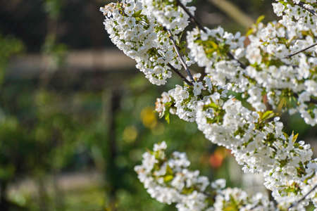Cherry tree flowers