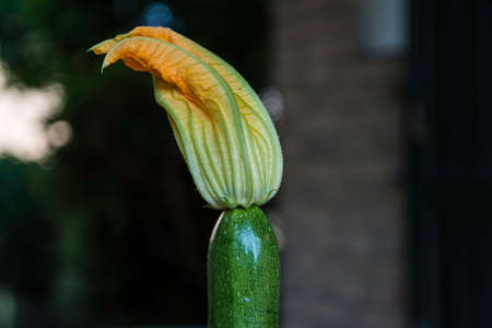 Zucchini with its flower close upの写真素材