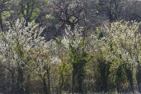 Views of the Siena countrysideの写真素材