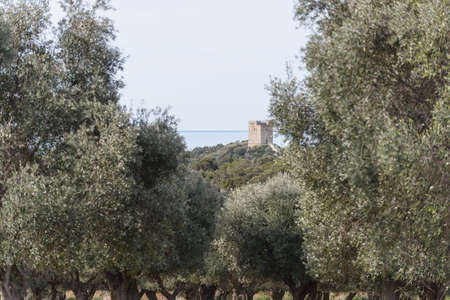 Views of the inner forest of Maremma Parkの写真素材