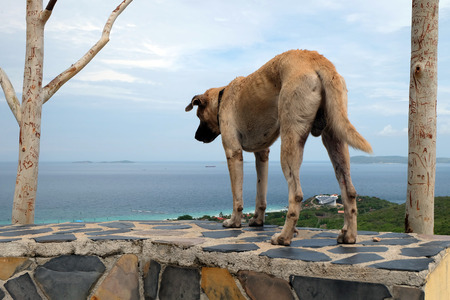 The dog viewの写真素材