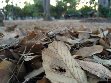 Leaves Leaves Leaves on the floorの写真素材