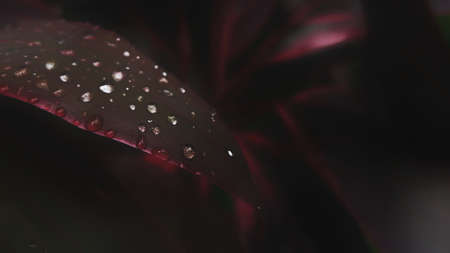 red hanjuang leaves with raindrops with blur bavkground