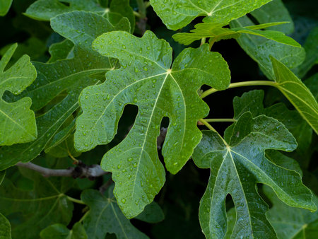Ficus carica tree leaves with water drops, close-up