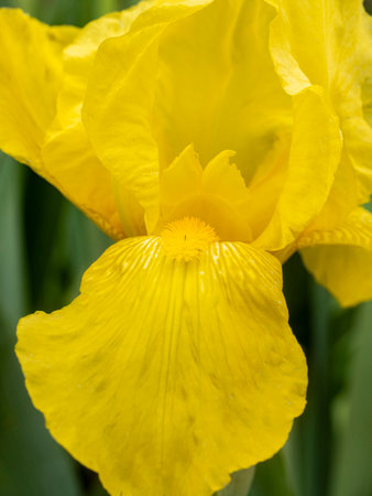 Beautiful yellow iris flower in the garden. Close up.