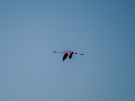 Pink flamingo flying in the blue sky, closeup of photoの写真素材