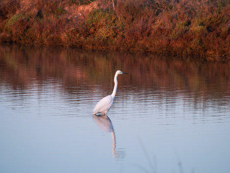 Snowy egret, Egretta thula, single bird in water, South Africaの写真素材