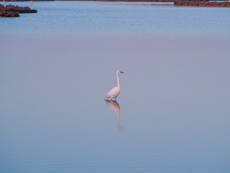 Great egret, Ardea alba, single bird in waterの写真素材