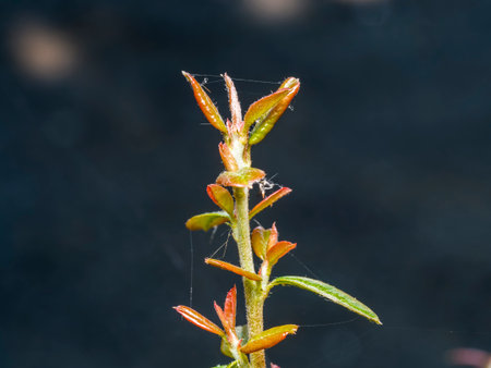Close up of a branch of a plant in the morning light.