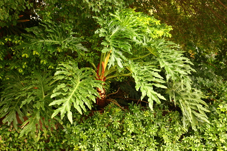Plant landscapeの写真素材