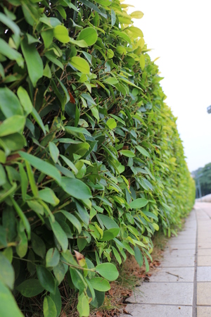 Plant landscapeの写真素材