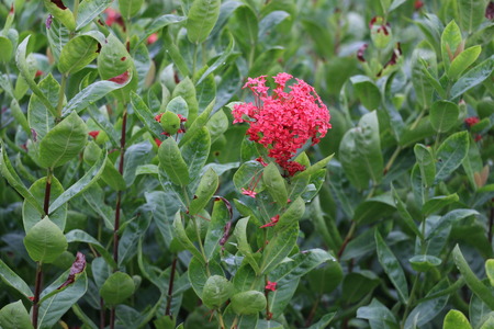 Plant landscapeの写真素材