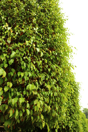 Plant landscapeの写真素材