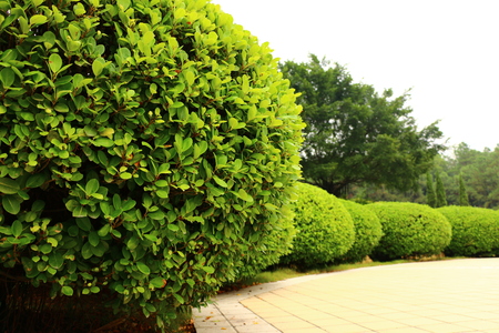 Plant landscapeの写真素材
