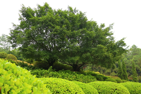 Plant landscapeの写真素材
