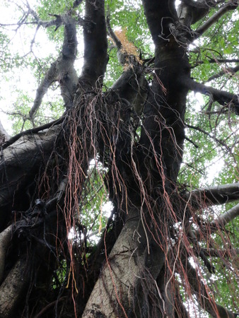 Plant landscapeの写真素材