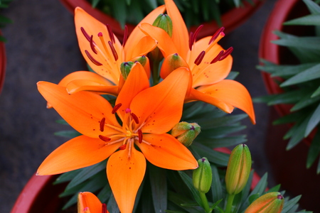 The world of flowersの写真素材