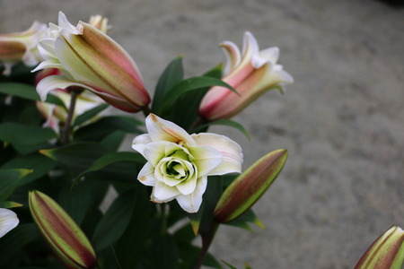 The world of flowersの写真素材