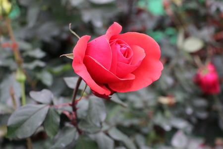 The world of flowersの写真素材