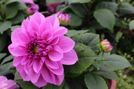 The world of flowersの写真素材