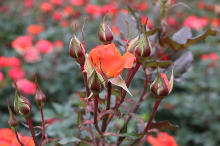 The world of flowersの写真素材