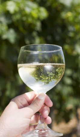 A wineglass with a vineyard as backgroundの写真素材