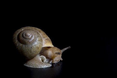 Crawling snailの写真素材