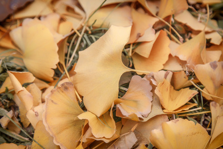Fallen leaves of Ginkgo bilobaの写真素材